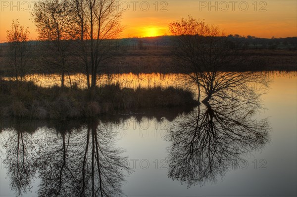 View of trees reflected in pond