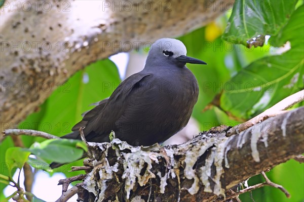 Lesser noddy