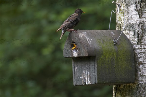 Common starling