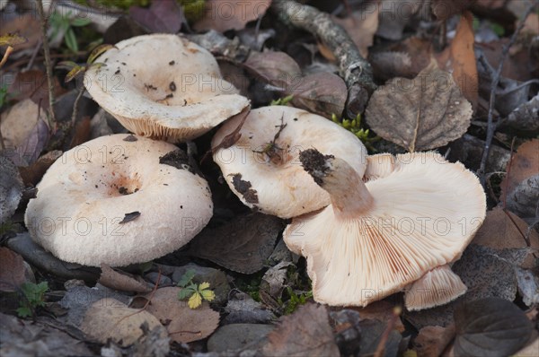 (Lactarius) pubescens