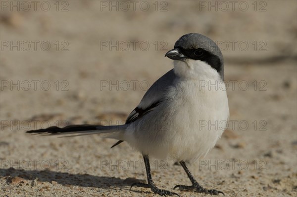 Mediterranean Grey Shrike