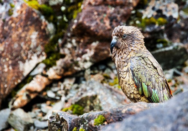 Kea