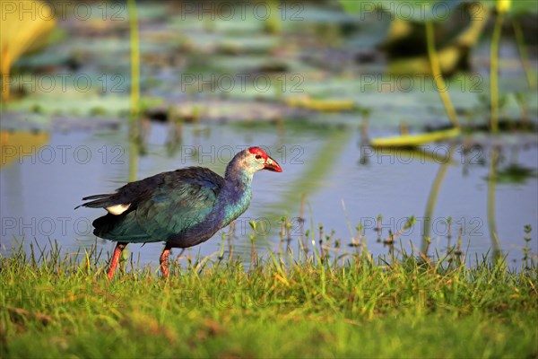 Purple swamphen