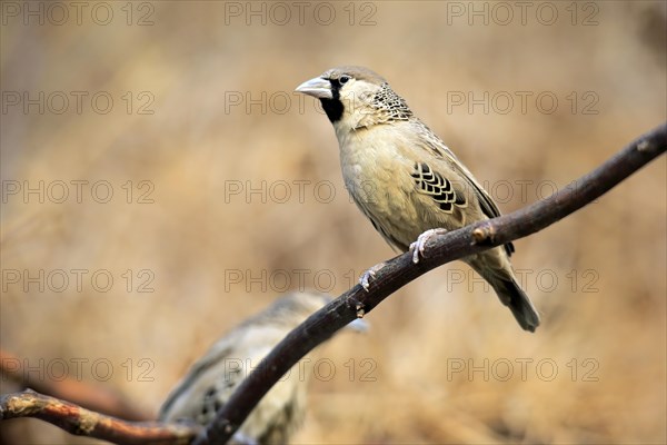 Sociable Weaver