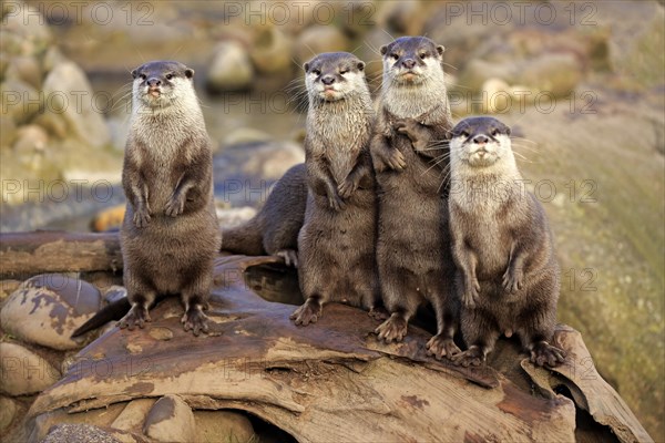 Oriental small-clawed otter