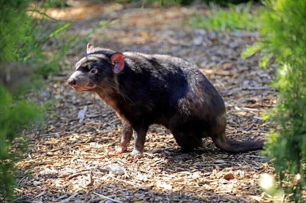 Tasmanian devil