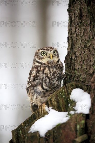 Little owl