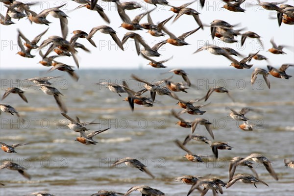 Red knot