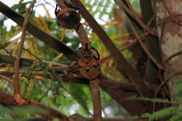 Elephant beetle