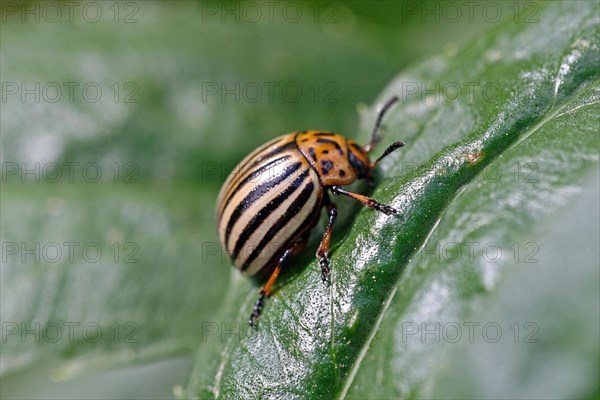 Colorado potato beetle