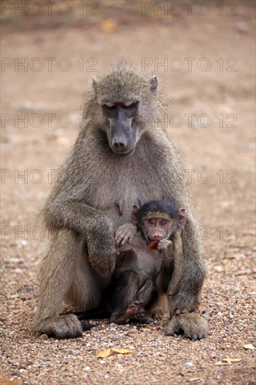 Chacma baboon