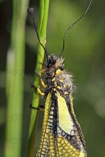 Dragonfly Butterflyhaft