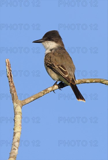 Loggerhead Kingbird