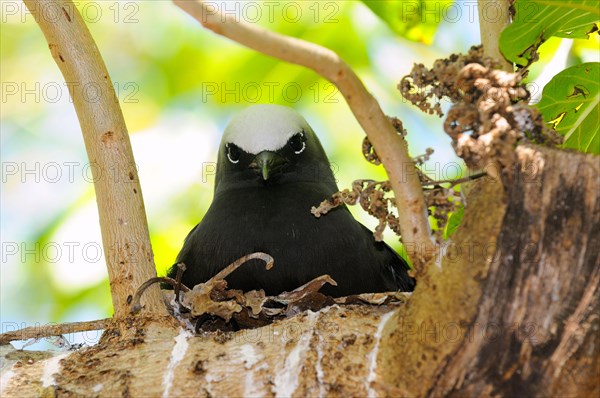 Black Noddy