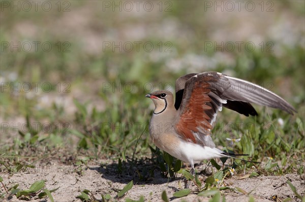 Red-winged Pratincole