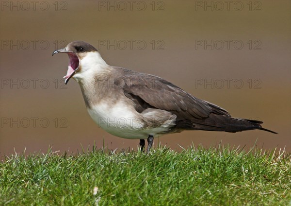 Arctic skuas