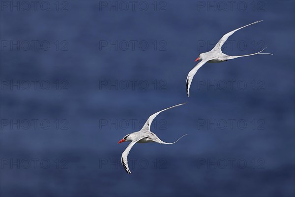 Red-billed Tropicbird