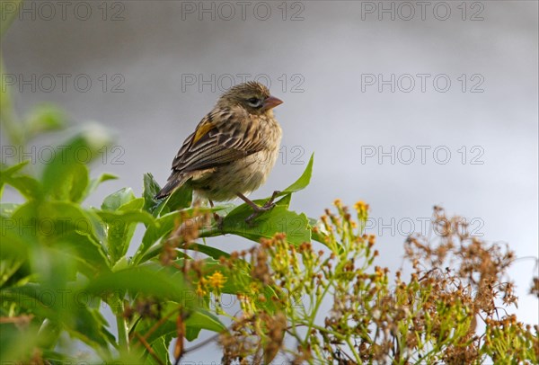 Yellow Bishop