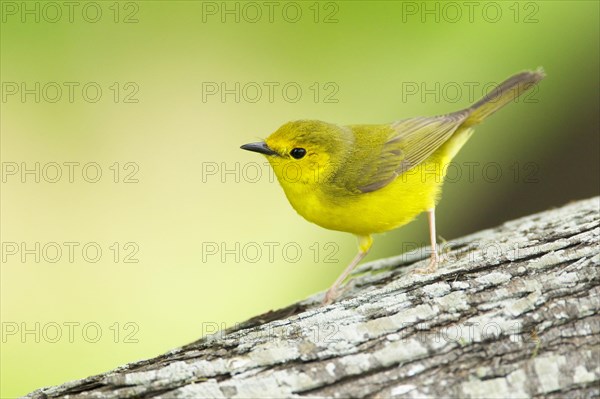 Hooded Warbler