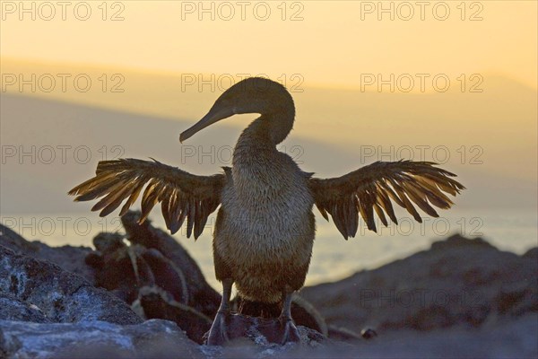 Flightless Cormorant