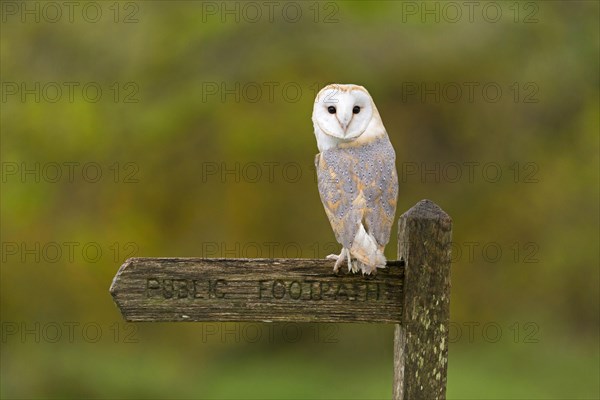 Common barn owl