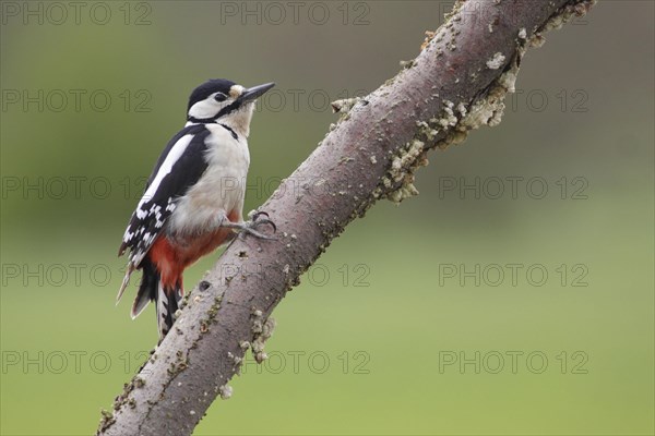 Great Spotted Woodpecker