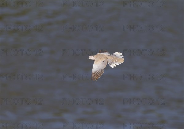 Eurasian collared doves