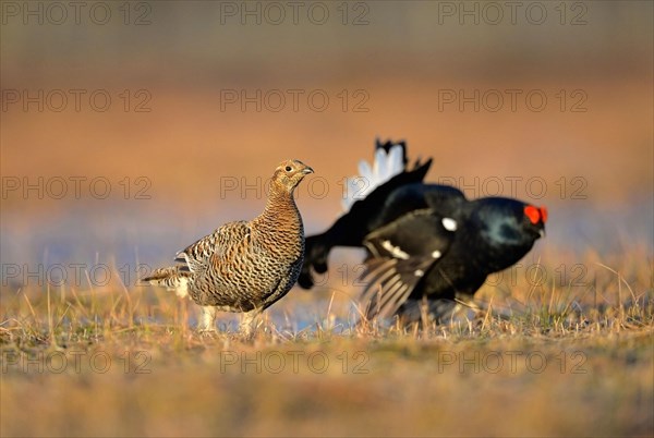 Black grouse