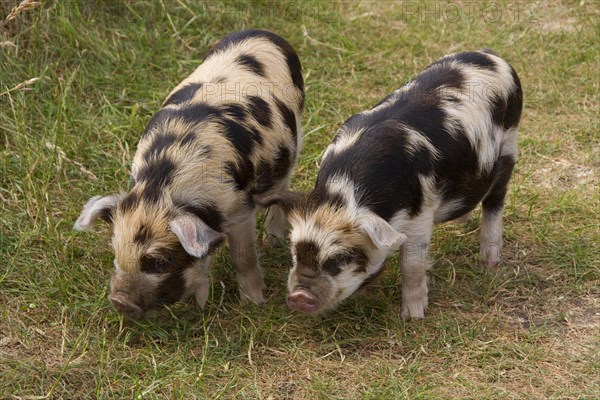 Kune-Kune Piglet