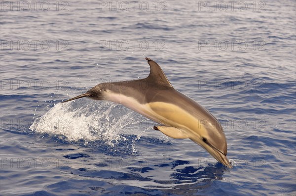 Short-beaked Common Dolphin