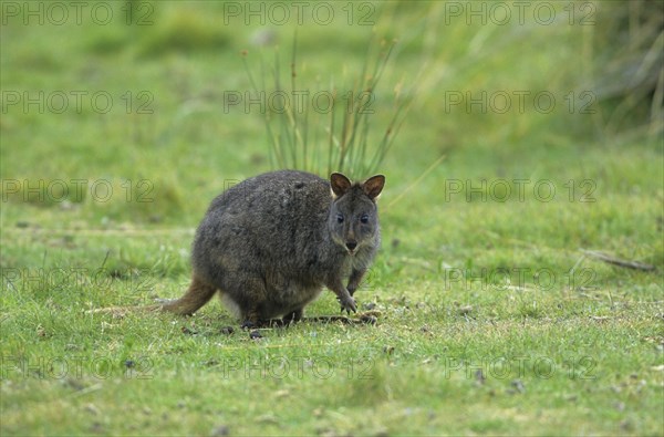 Tasmanian pademelon