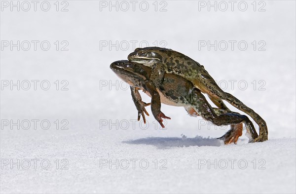 Georgian Marsh Frog