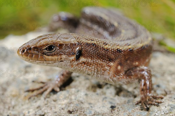 Viviparous lizard