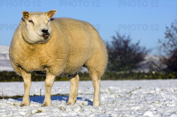 Domestic sheep