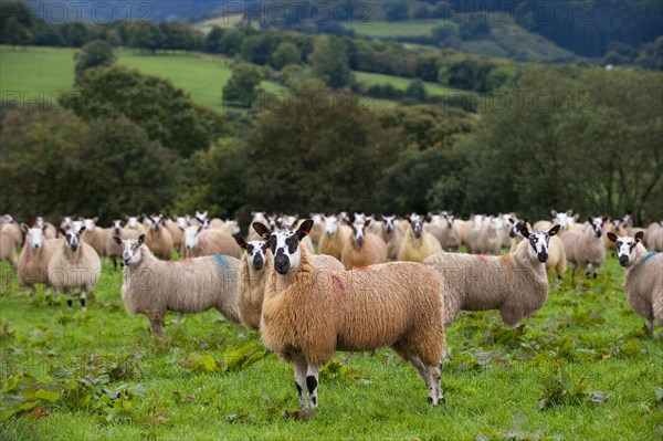 Domestic Sheep