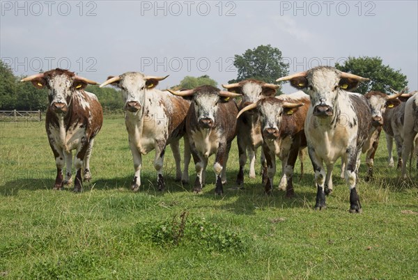 Domestic Cattle