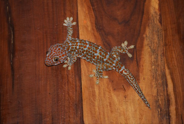 Tokay gecko