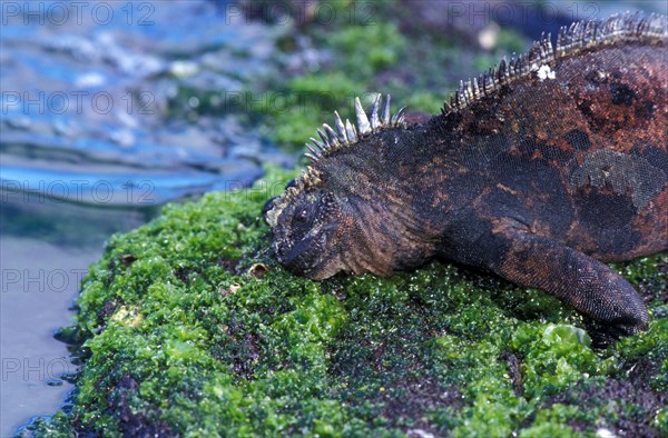 Galapagos Sea Lizard