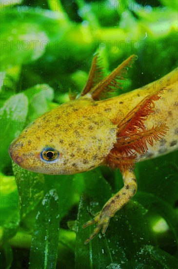 Alpine Newt