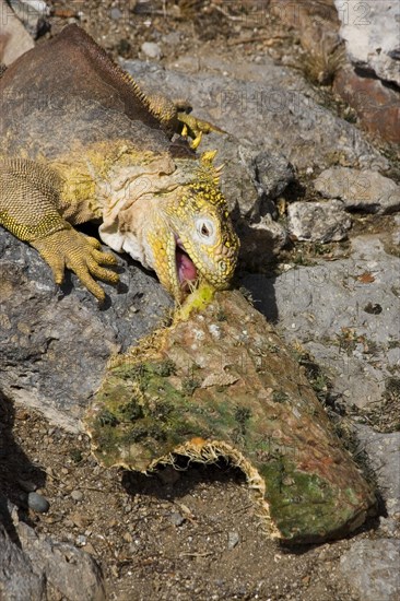 Land Iguana