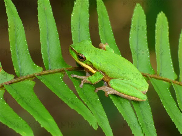 Eastern eastern dwarf tree frog