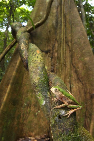 Tree Frog