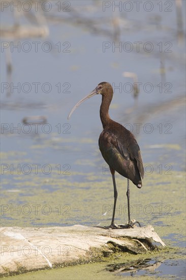 White-faced Ibis