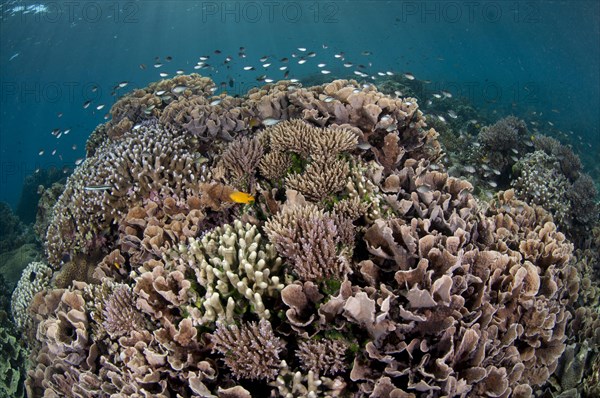 Coral reef habitat with various fish species