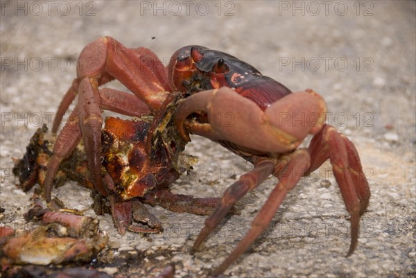 Christmas island red crab