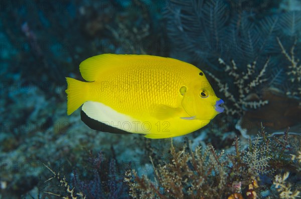 Three-spot Angelfish