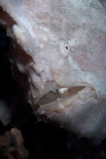 Large frogfish