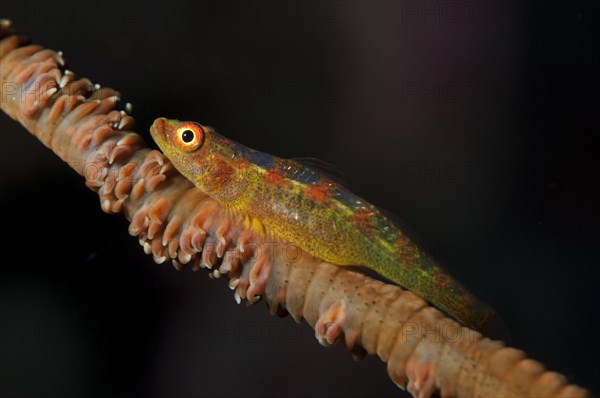 Loki Whip-goby