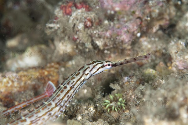 Schultz's Pipefish