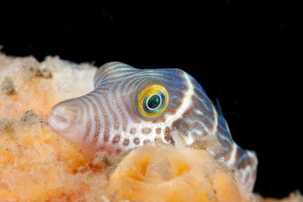 Saddleback Pufferfish